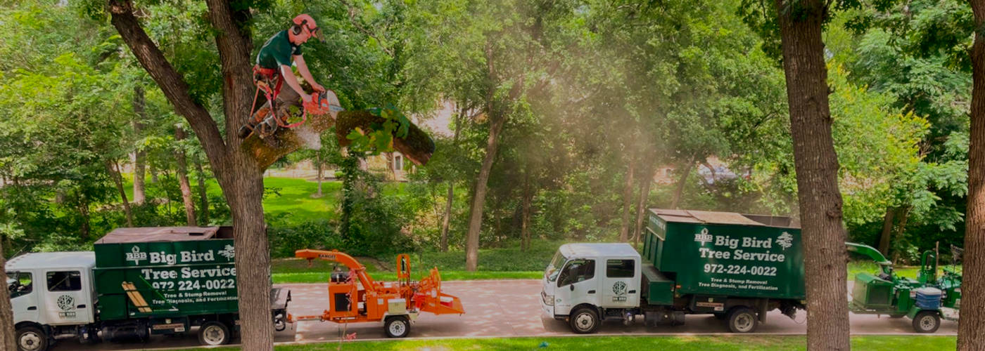 Featured Image for BIG BIRD TREE SERVICE, INC.